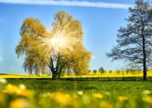 Heimat-Sachsen-Baum-Sonne