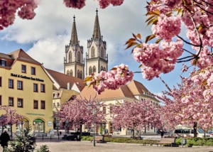 Oschatz-Blüten-Spring